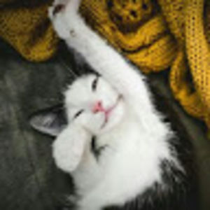 Meet your Posher, Judy